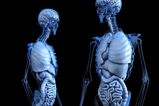 Anatomia człowieka – Rudolf Virchow